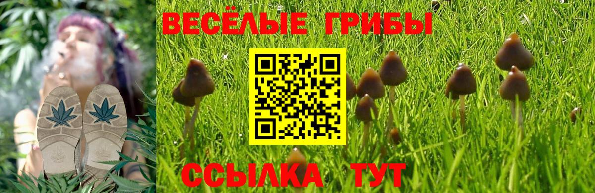 где найти наркотики  Вход с VPN  Красноармейск  Галлюциногенные грибы Psilocybe 